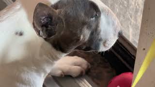 My teeth chatter when I don’t get to go outside and play ￼