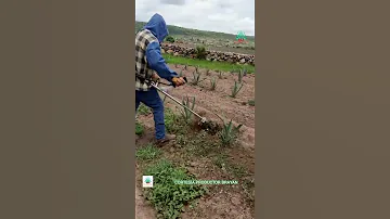 ¿Cuáles son las ventajas del deshierbe en la agricultura?