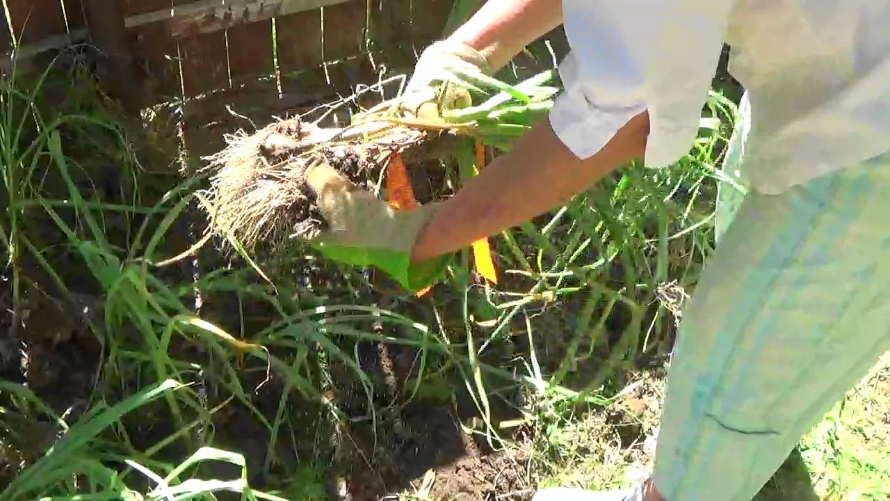 Harvesting Garlic YouTube