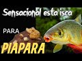 Sensacional ISCA para PIAPARA e PIAUÇU