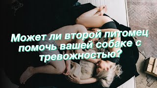 Может ли второй питомец помочь вашей собаке с тревожностью?