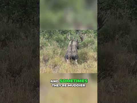 Decoding The Moose Rut The Role Of Rut Pits In Moose Mating Rituals