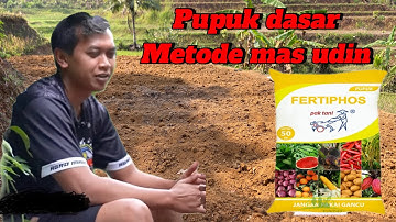 PUPUK DASAR TANAM CABE | METODE MAS UDIN