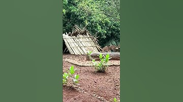 RUSA TUTUL - RAGUNAN