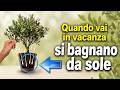 ANNAFFIARE GRATIS LE PIANTE IN VACANZA: tecnica facile e veloce per non farle seccare 🌱