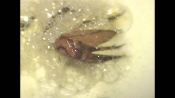 VPI Caramel Albino Sumatran python hatching.