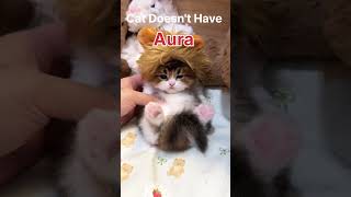 Girl cats Aura 😼|#cat #cute #shorts #shortsfeed #viral #catshorts