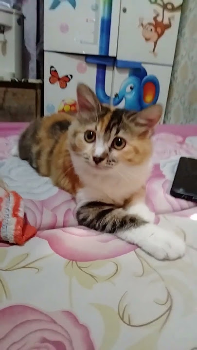 lgi ngapain cantik #masukberanda #kitten #kucingbelangtiga #music #nizamkucinglucu #cute #shorts