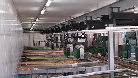 Grufrut Italy - Solución GREEFA para envasado de manzanas.