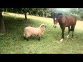 Un Caballo, un Cordero ( y un Borrego tomando el video)