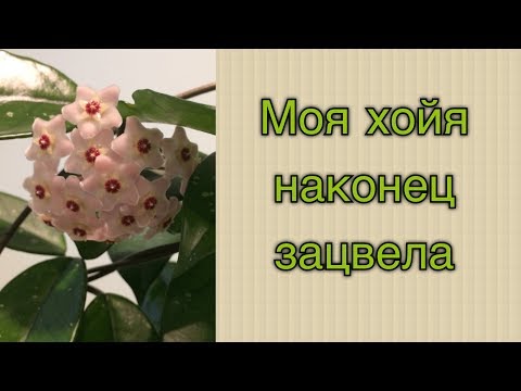 #хойя #житьёбытьё Моя хойя наконец зацвела