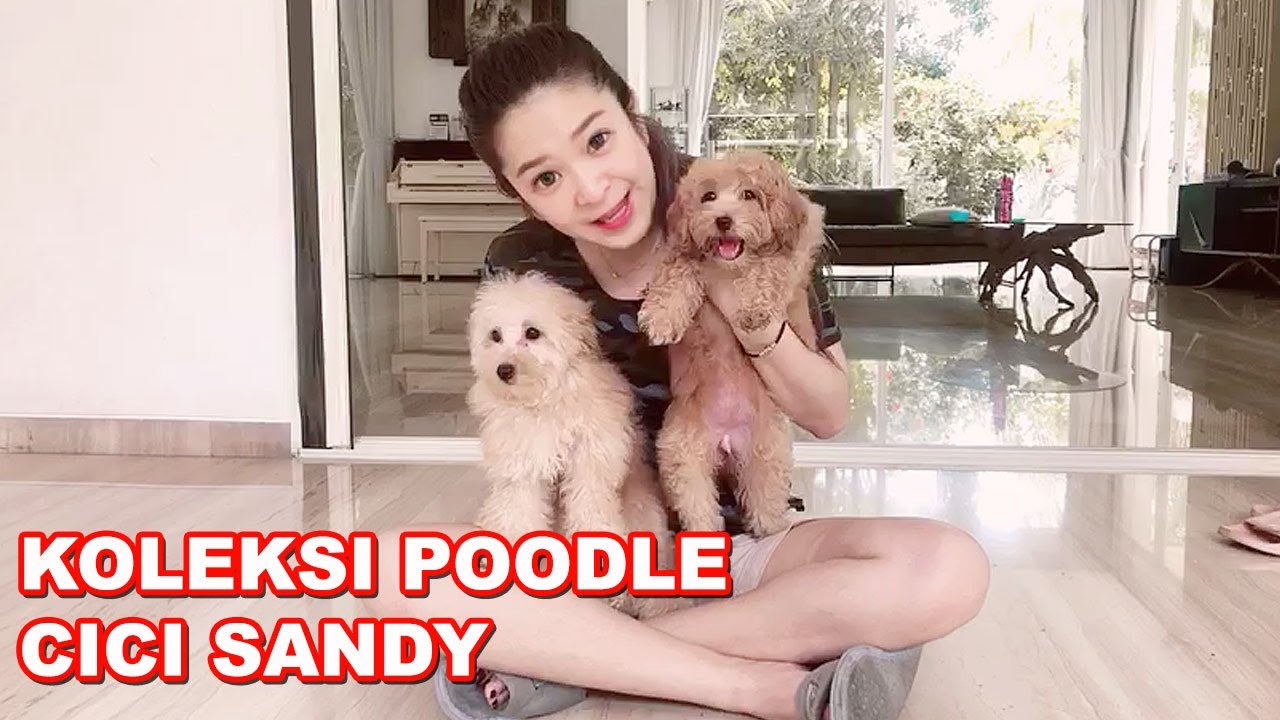 KOLEKSI ANJING POODLE CICI SANDY