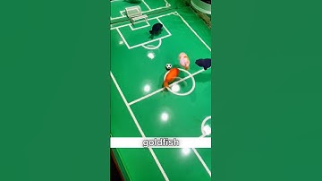 I Tested The 3 Second Memory Of A Goldfish