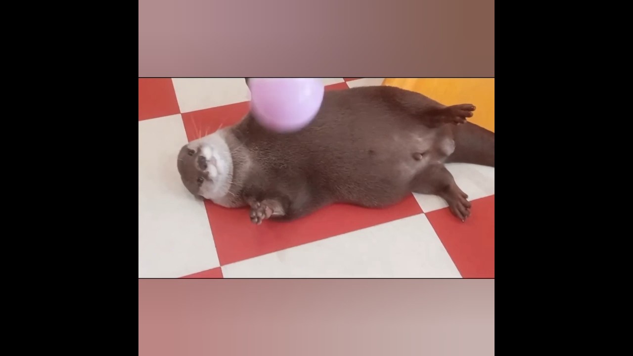 Otterly irresistible belly display 😍🦦💕|Cute Otter 
