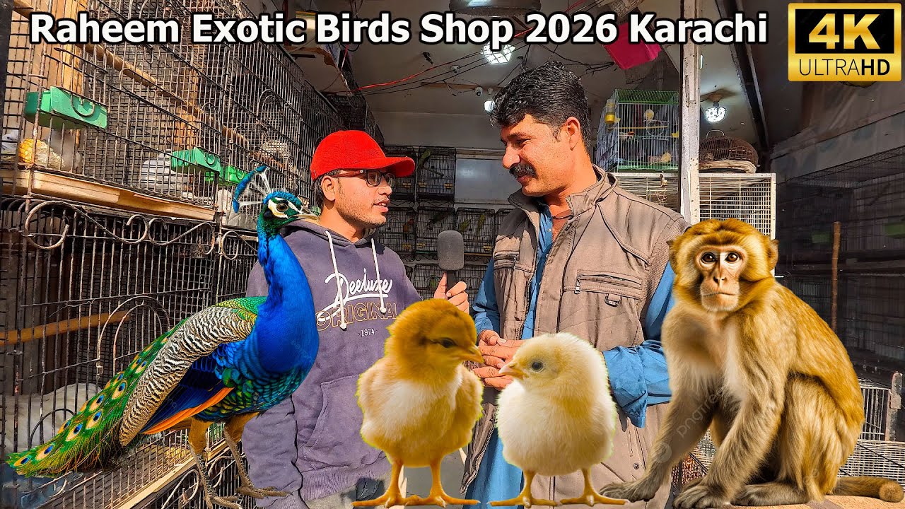 Raheem Birds Shop at Saddar Karachi 2026 | Unique and Rare Birds and Parrots
