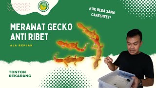 CARA MERAWAT GECKO SEHARI-HARI ALA REPJAK by Repjak 27,934 views 2 years ago 9 minutes, 17 seconds
