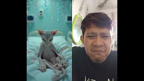Video 11081661: sphynx kucing cat, sphynx cat cutecat, sphynx funny cutecat