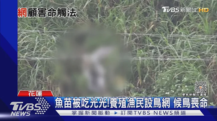 鱼苗被吃光光!养殖渔民设鸟网 候鸟丧命｜TVBS新闻 @TVBSNEWS01 - 天天要闻