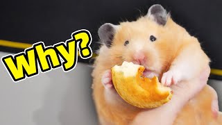 Miso Has Changed | Cute Hamster