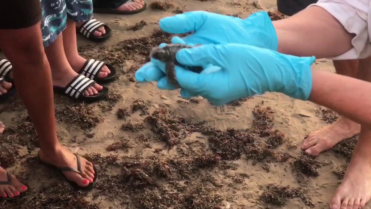 Sea Turtles - Kemps Ridley Hatchlings Release SPI