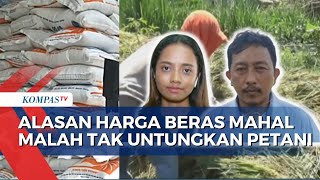 Harga Beras Mahal, Mengapa Petani Malah Tak Untung?