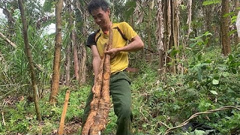 Forest peaches.suvival in the forest  Đi đào củ mài trong rừng #freesky