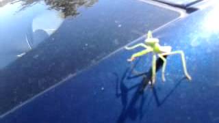 Bug Attack