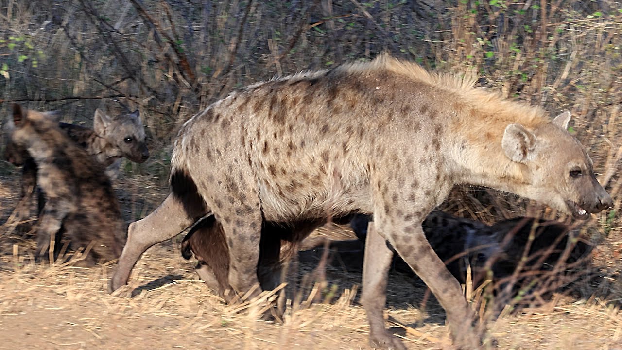 African Safari Vol 13 2025/09/25〜27｜アフリカ野生動物の旅Vol 13