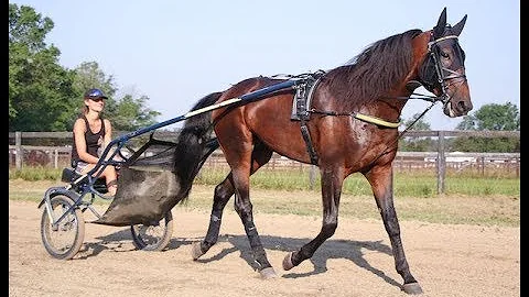 2019 Hambletonian Contenders --   Greenshoe