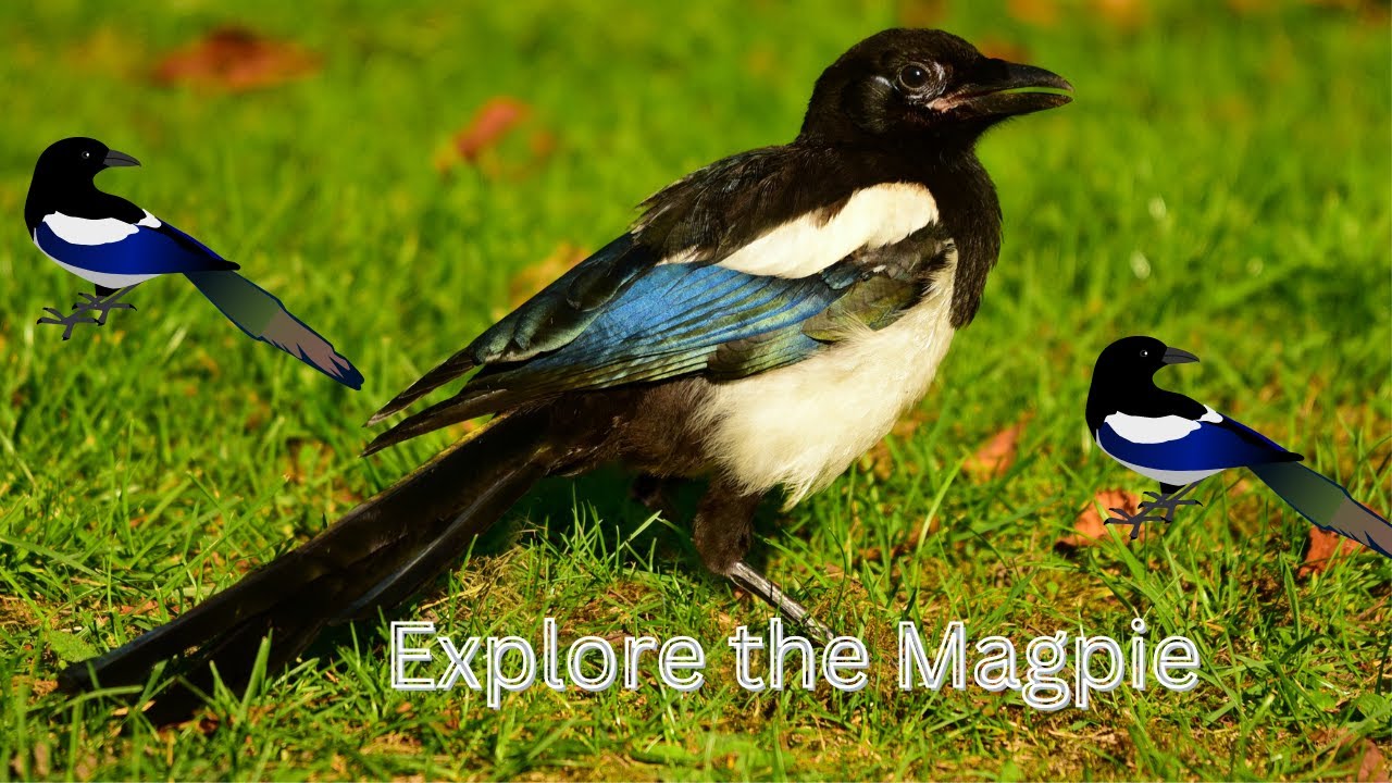 Magpies are even smarter than you think The Secret Lives Of Our Urban Magpies are even smarter than you think The Secret Lives Of Our Urban
