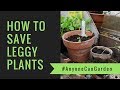 How to save Leggy Seedlings & Plants