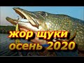 Попали на ЖОР ЩУКИ!!! ЖОР щуки Осень 2020.