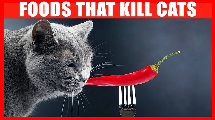 Dangerous Foods Your Cat Should Never Eat - DayDayNews