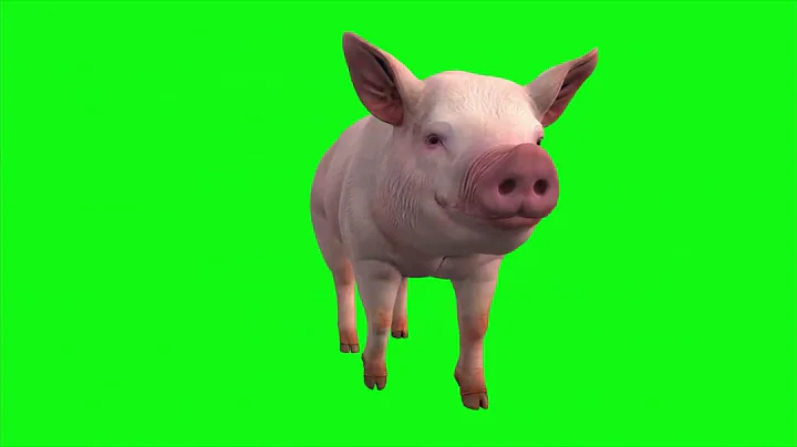 Realistic Animated Pig Walking | 4K Green Screen Stock Footage | Alpha Video