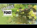 Building an ecosystem pond on a budget