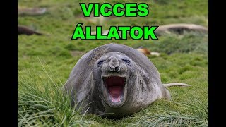 😸 VICCES ÁLLATOK #28 | Cuki és vicces állatok videók | összeállítása 2019 | TETSZIK