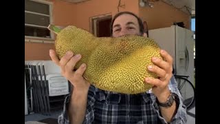 Is This The Best Seedling Jackfruit Ever?
