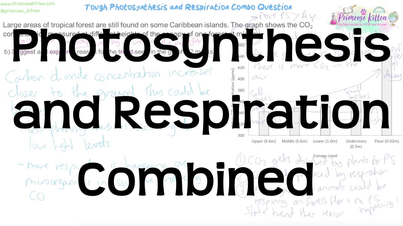 Photosynthesis and Respiration Combined A* Exam Question Walkthrough