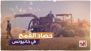 شاهد كيف يتم حصاد القمح في غزة |  خانيونس - غزة مكس