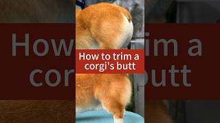 How to trimming a corgi’s butt.  #doglovers #doggroomingtips #corgi#doggroming