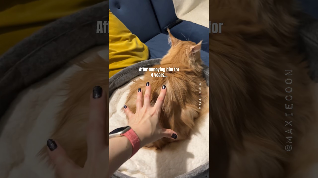 🔊Spicy Floof 😼 When You Annoy Your Cat For Years 💁🏻‍♀️ #catsounds #hissing #mainecoon