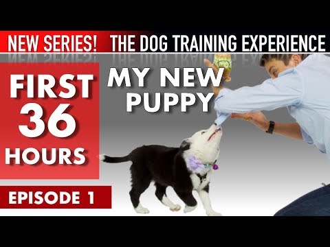 my-new-puppy:-the-first-36-hours-(new-series:-the-dog-training-experience-episode-1)