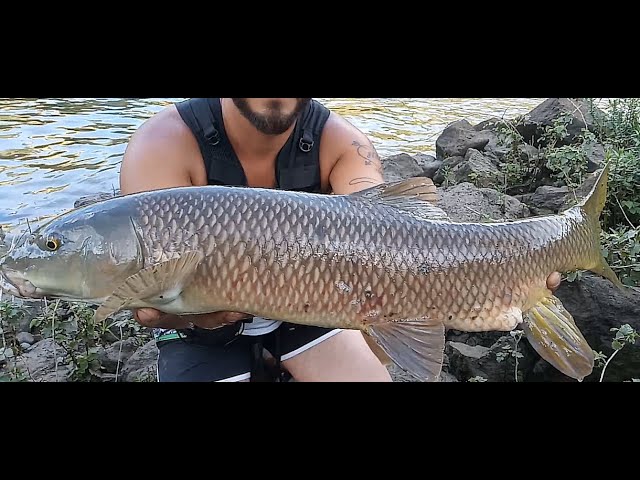 Big fish day | Um grande dia de pesca - Savage Gear Mayfly