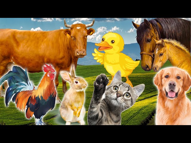 Learn Family Animals: Cat, Horse, Cow, Chicken, Duck - Farm Animal Sounds - Part 2 class=