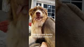 When you stop petting dogs🐕 #dog #petshub #pets #funny #cutedog #petlife #lovelypets