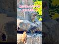 猿山に登ったパンチ君🐒たかいたかい❣️