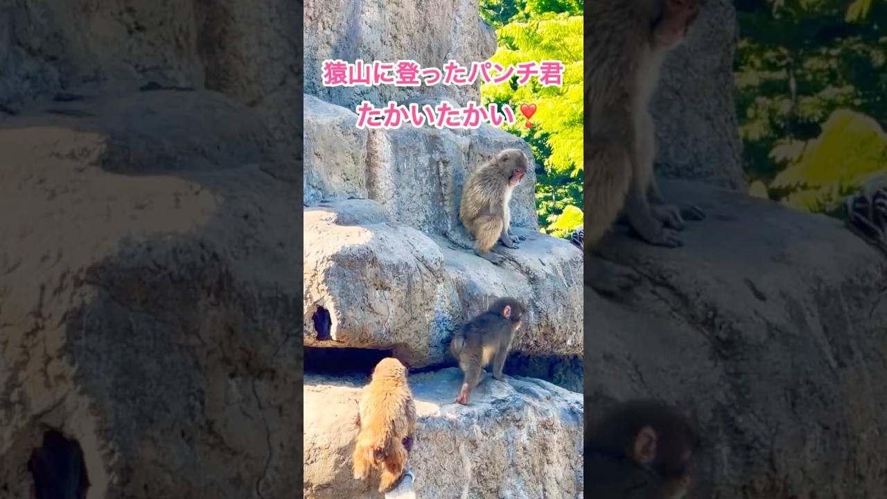 猿山に登ったパンチ君🐒たかいたかい❣️