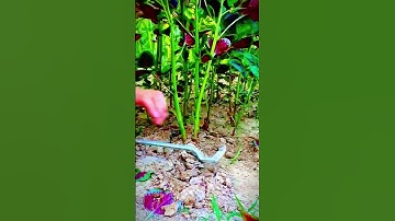 cut red spinach plants with unique tools #shorts