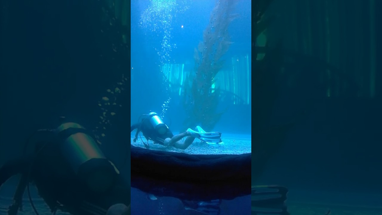 Jakarta Aquarium Indonesia 