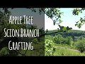 Apple Tree Scion Branch Grafting